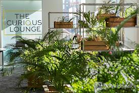 The Curious Lounge CIC