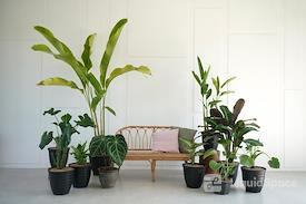 Ciumbuleuit | Markaz