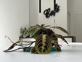 MIMASPAZIO COWORKING